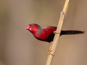 Photographing Crimson Finch in Darwin