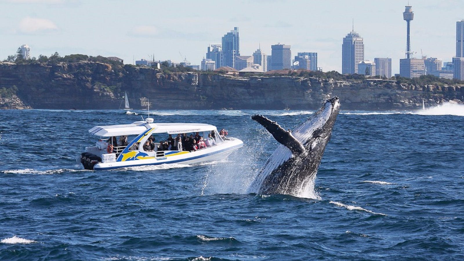 Whale Watching Sydney