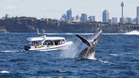 Bass & Flinders Cruises