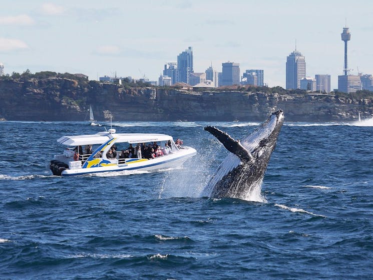 Bass & Flinders Cruises