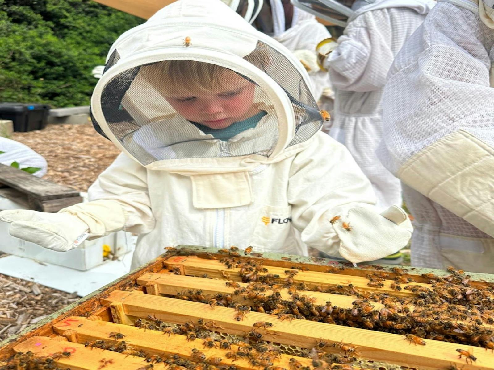 Child inspecting a hive wearing a bee suit