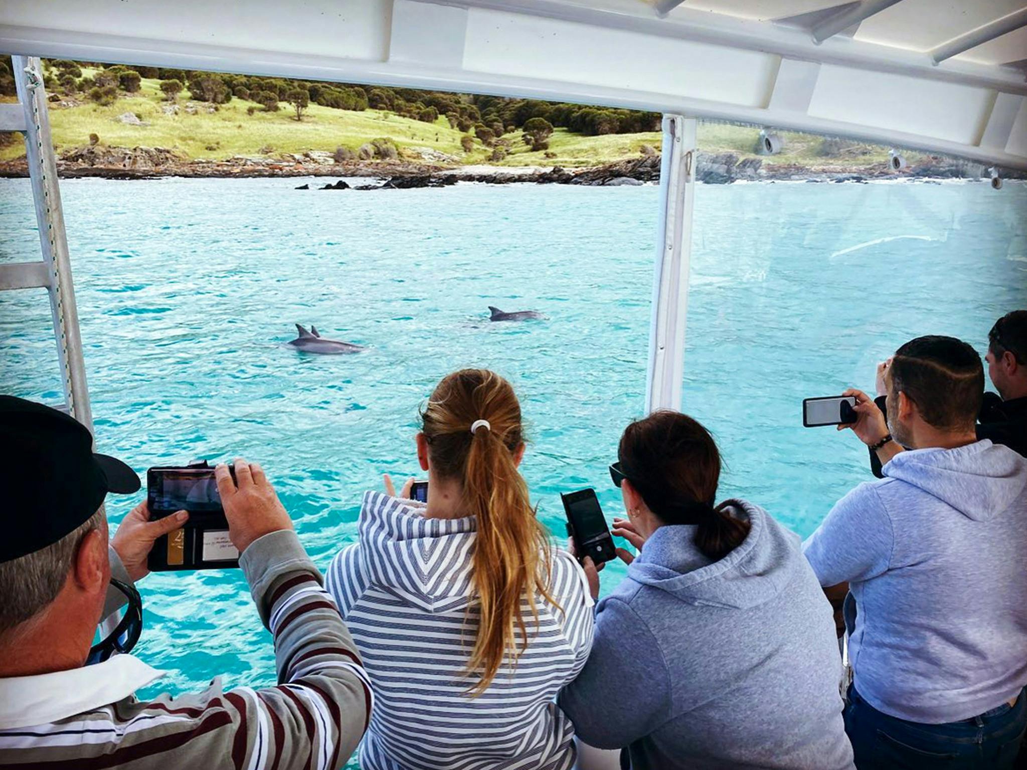 A pod of bottlenose dolphins play near the 38-seater boat Force of Nature
