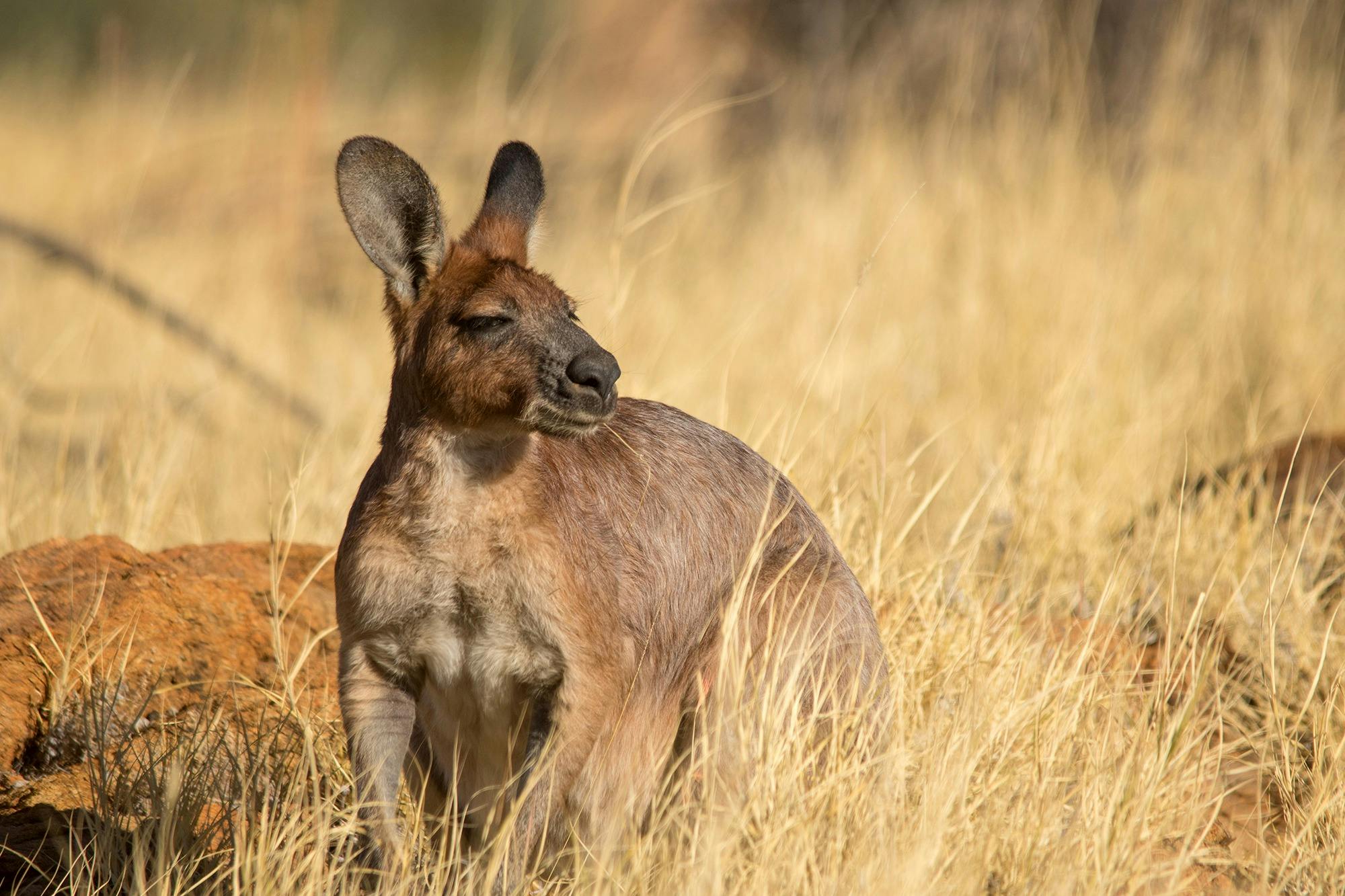 Upper portion of a red kangaroo standing still and smelling the fresh air