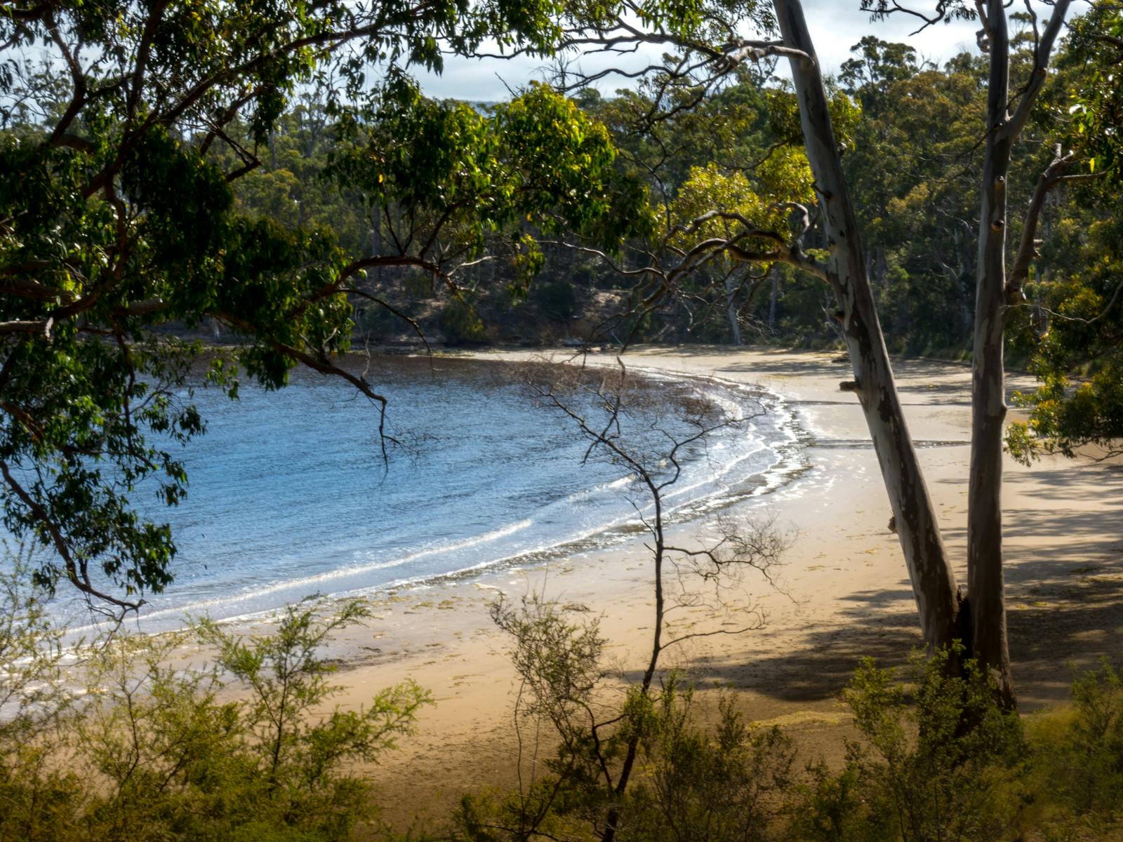 View of tree lined sandy beach