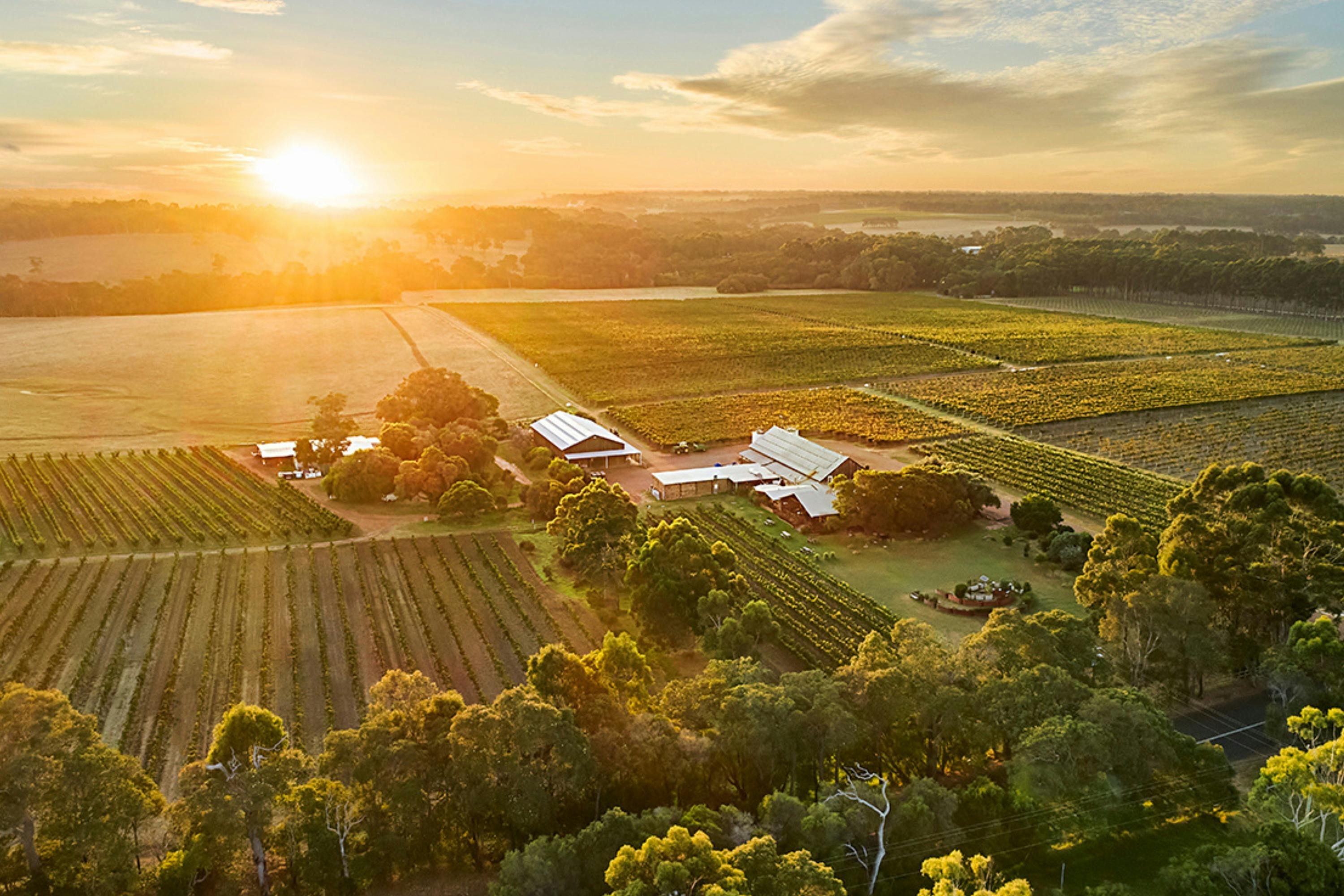 Cullen Vineyard