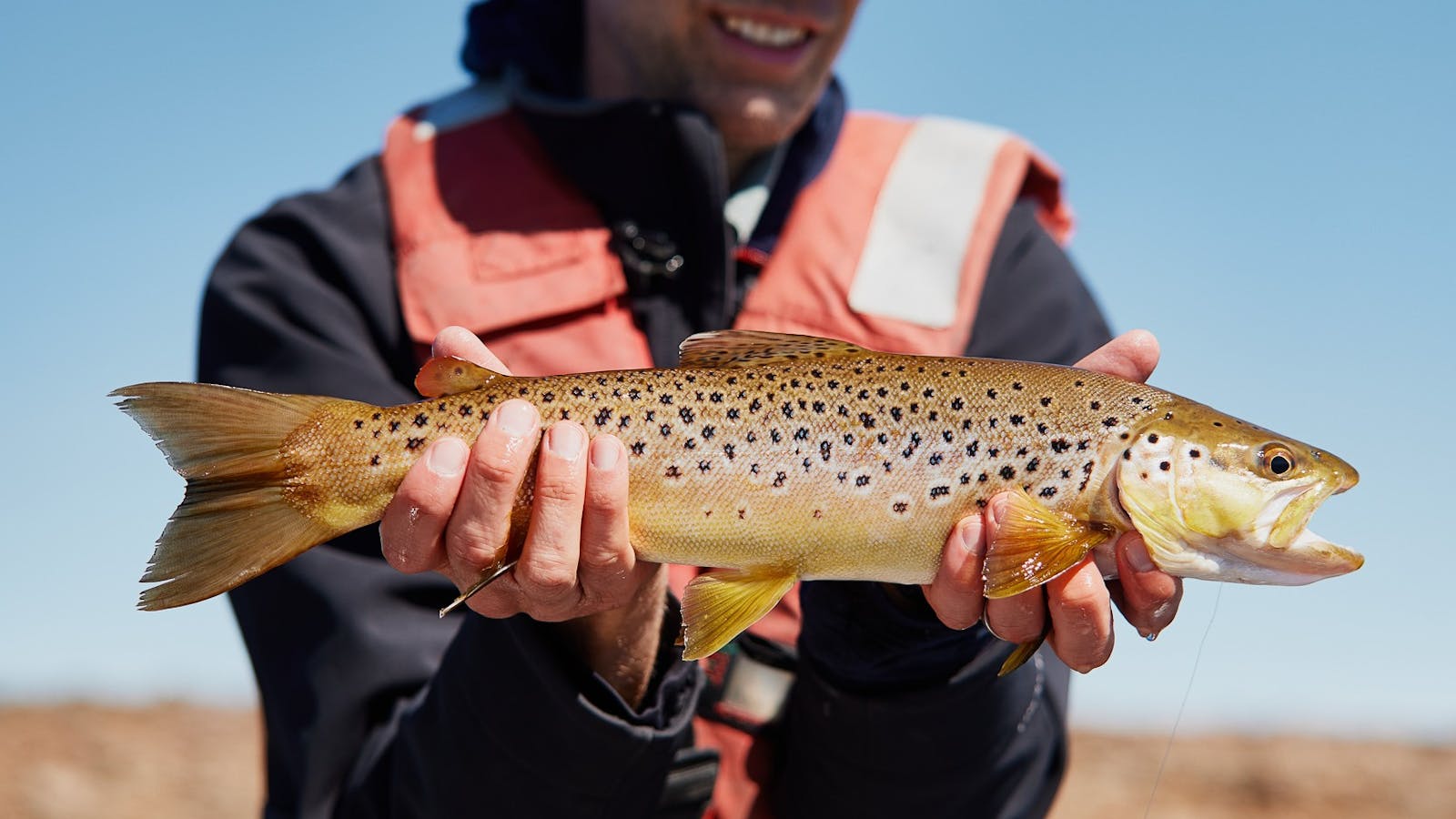 A cracking Great Lake wild brown trout