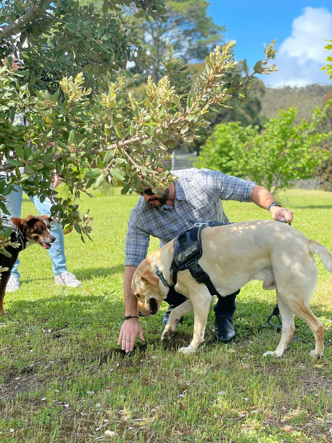 Gourmet Truffle Hunting Experience Adelaide, Tour Service Sou...
