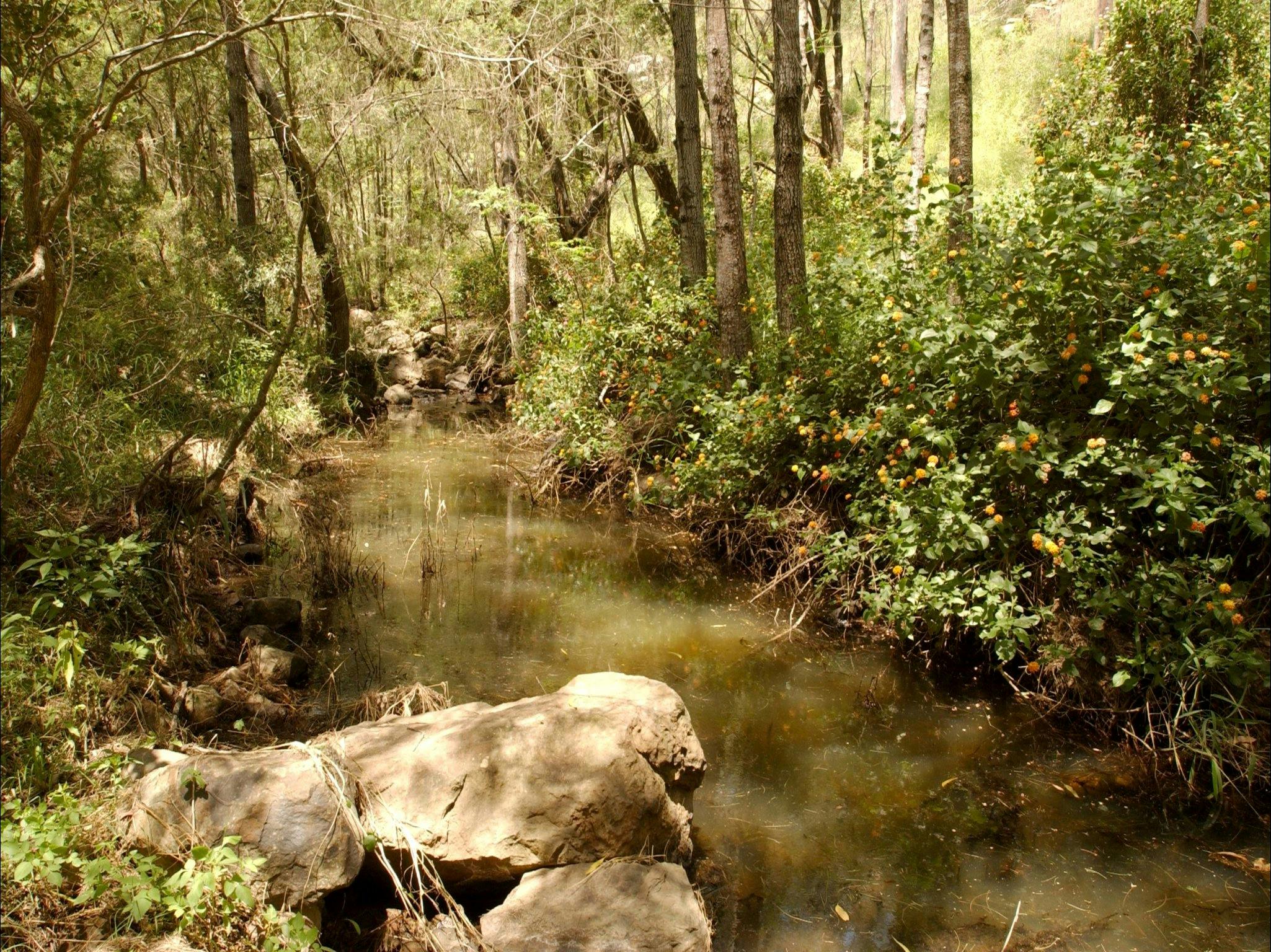 Sandy Creek Track