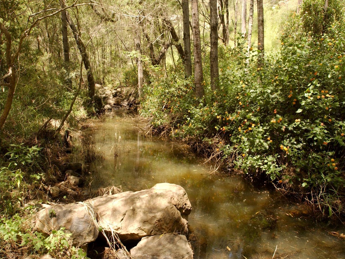 Sandy Creek Track Sandy Creek Track