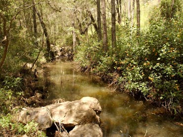 Sandy Creek Track