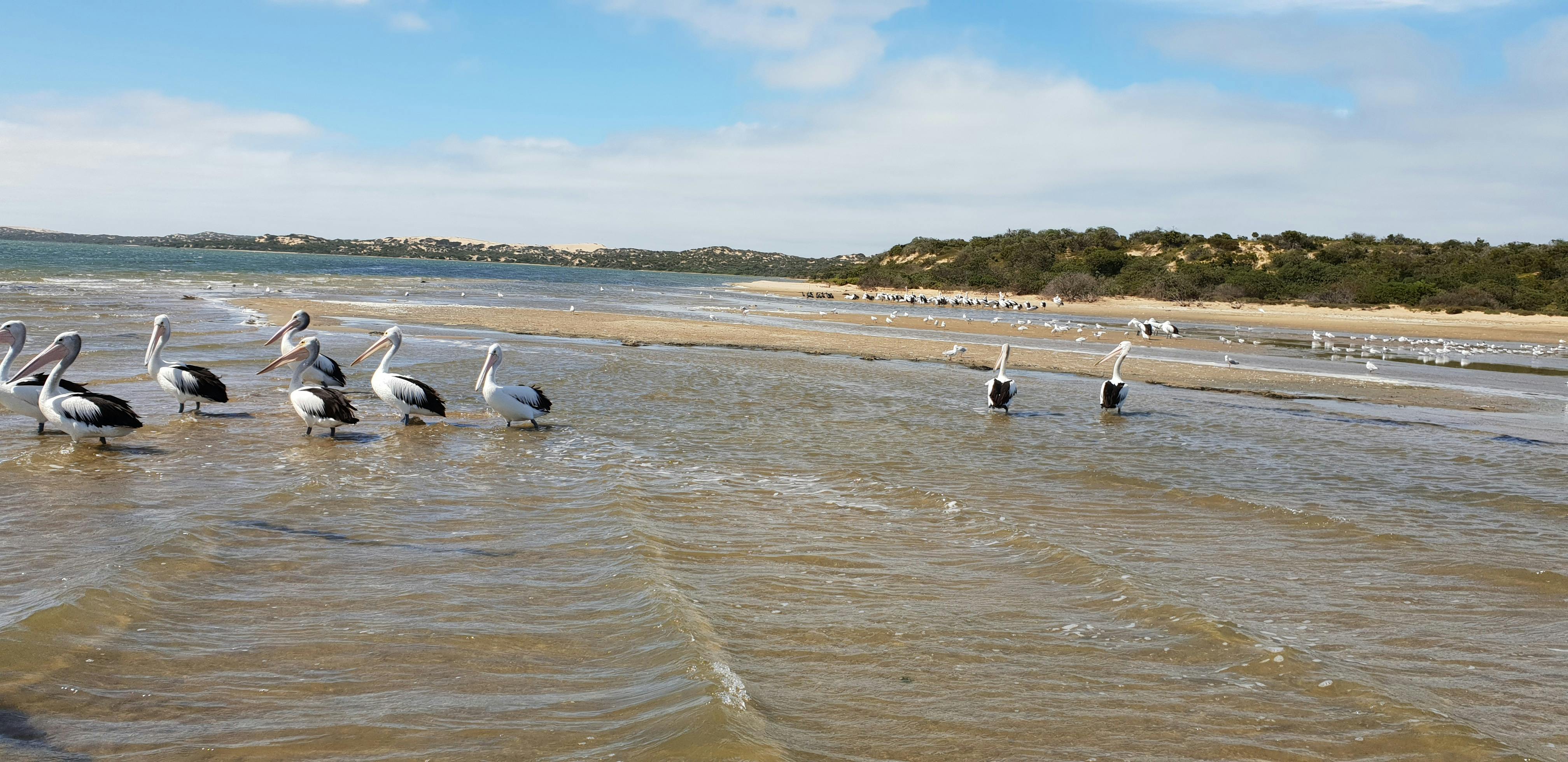 The delightful Coorong Pelicans
