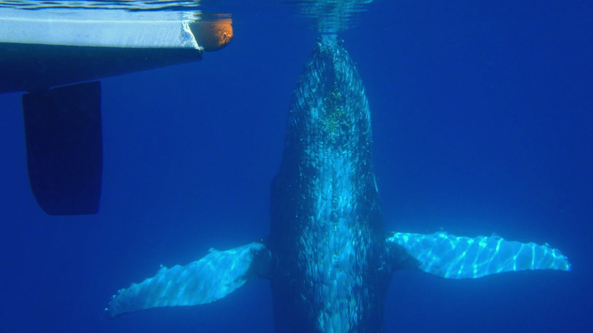 Whale under vessel