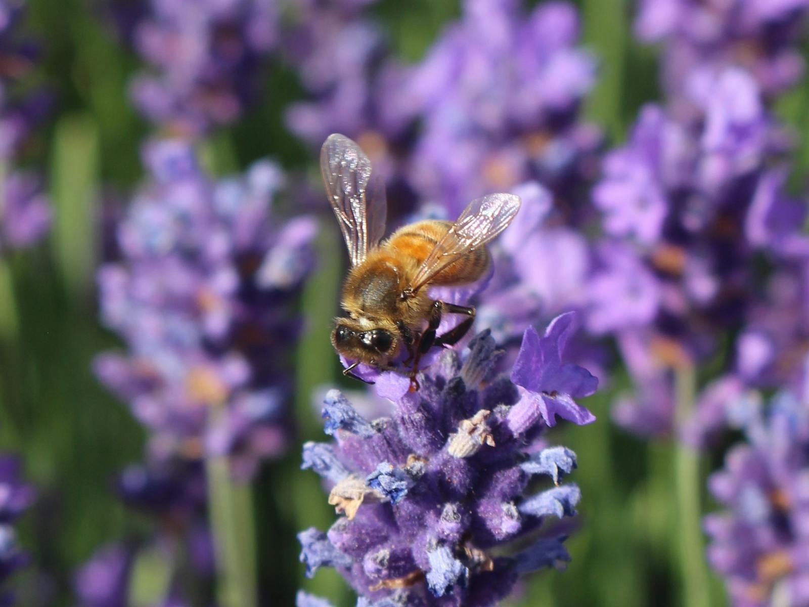 Lavender Bee
