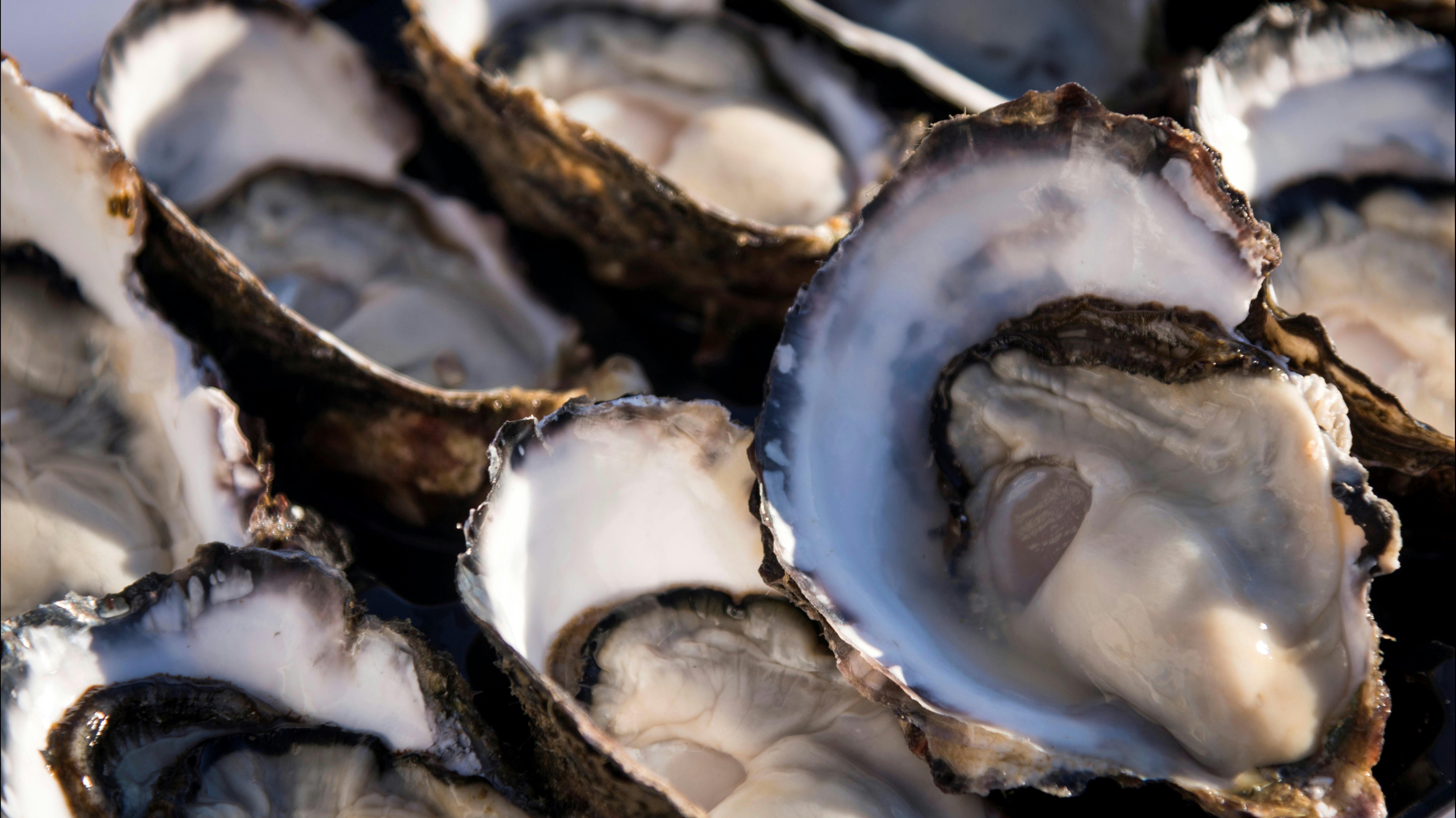 Melshell Fresh Oysters Always