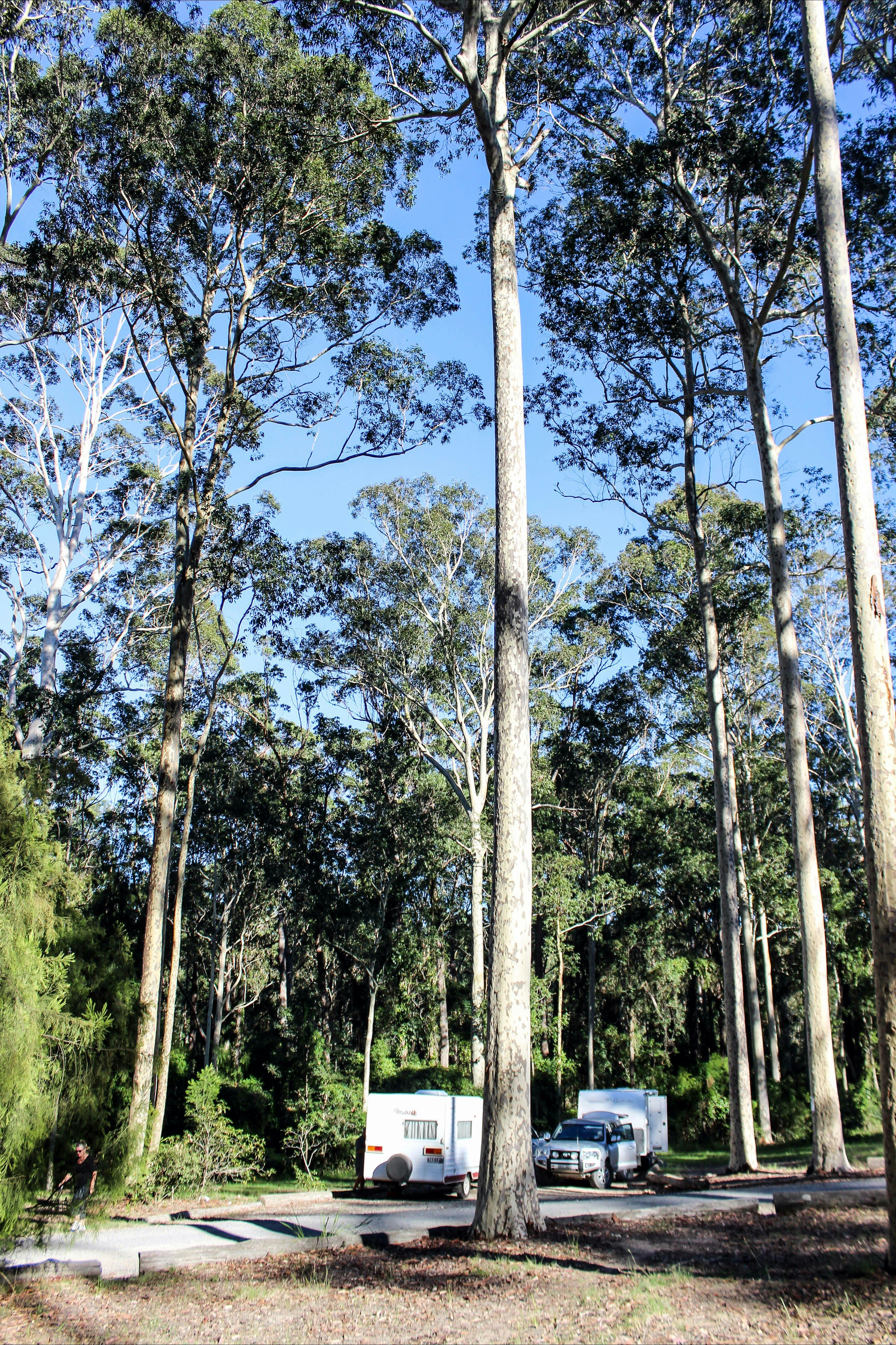 Bodalla Forest Rest Area