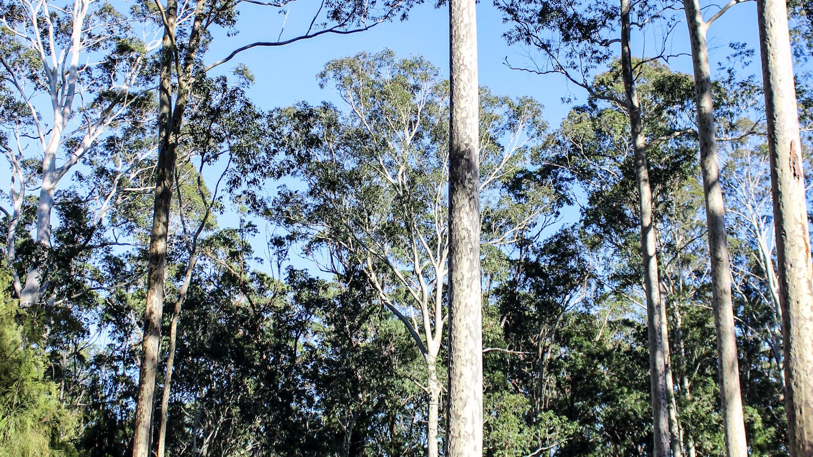 Bodalla Forest Rest Area, Bodalla State Forest