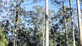 Bodalla Forest Rest Area, Bodalla State Forest