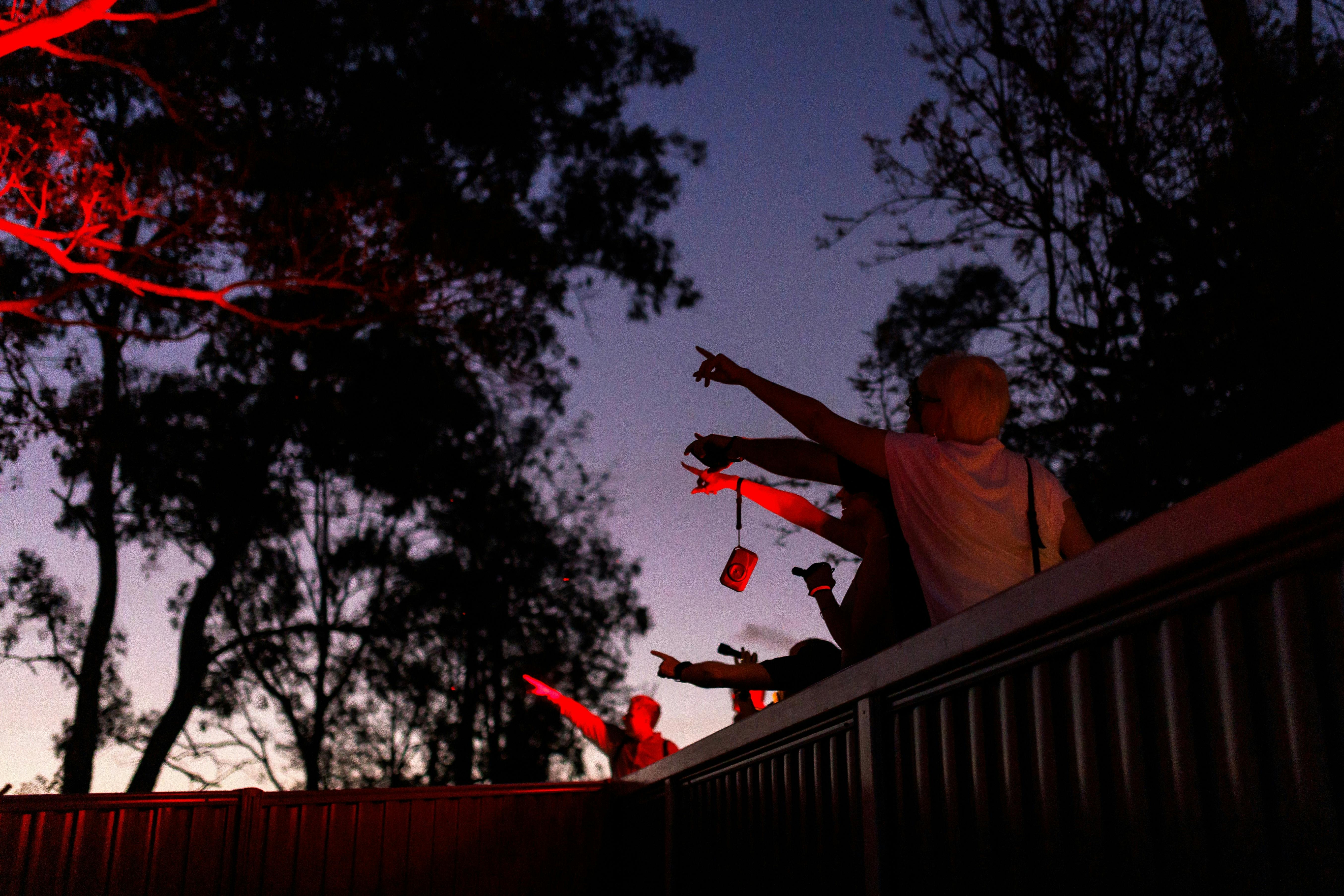Guests spotting a tree kangaroo at night