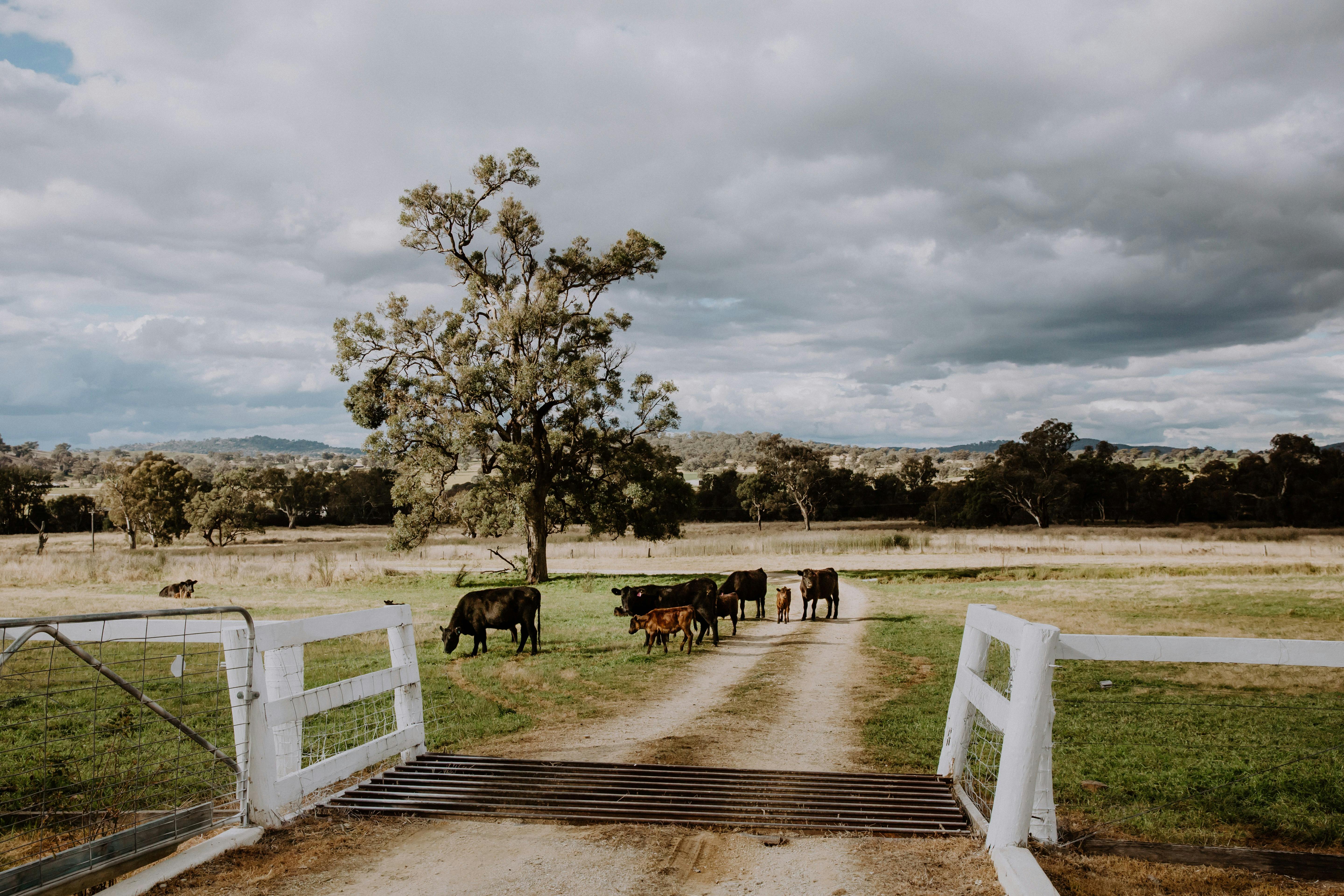 A herd of cattle residing in our farm