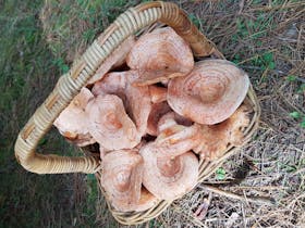 Field to Forest 4WD Foraging Experience