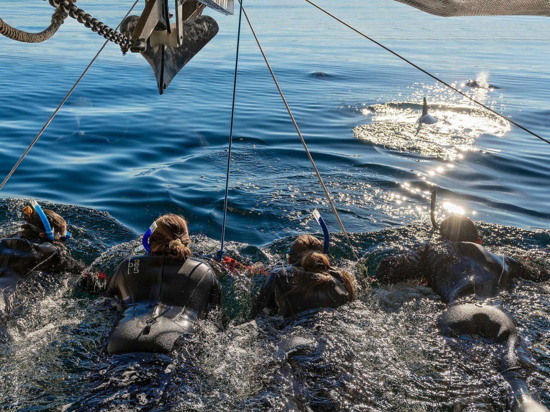 Four lucky people laying in a net in wetsuits swimming with dolphins in front of them.