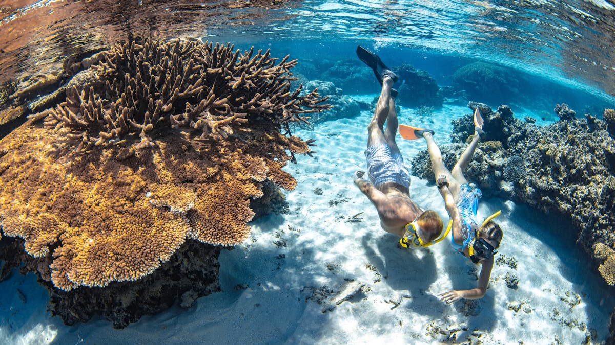 snorkellers and corals