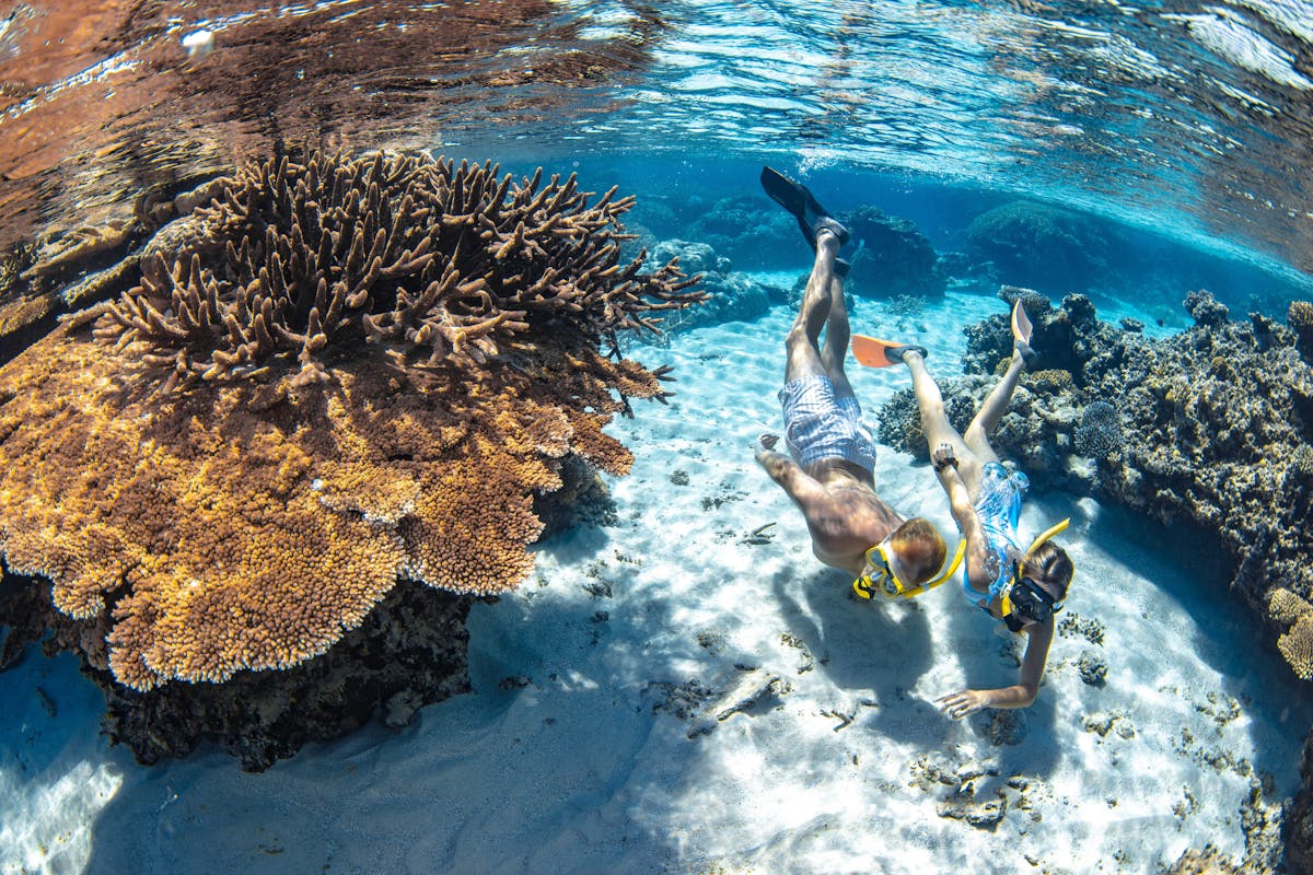 snorkellers and corals