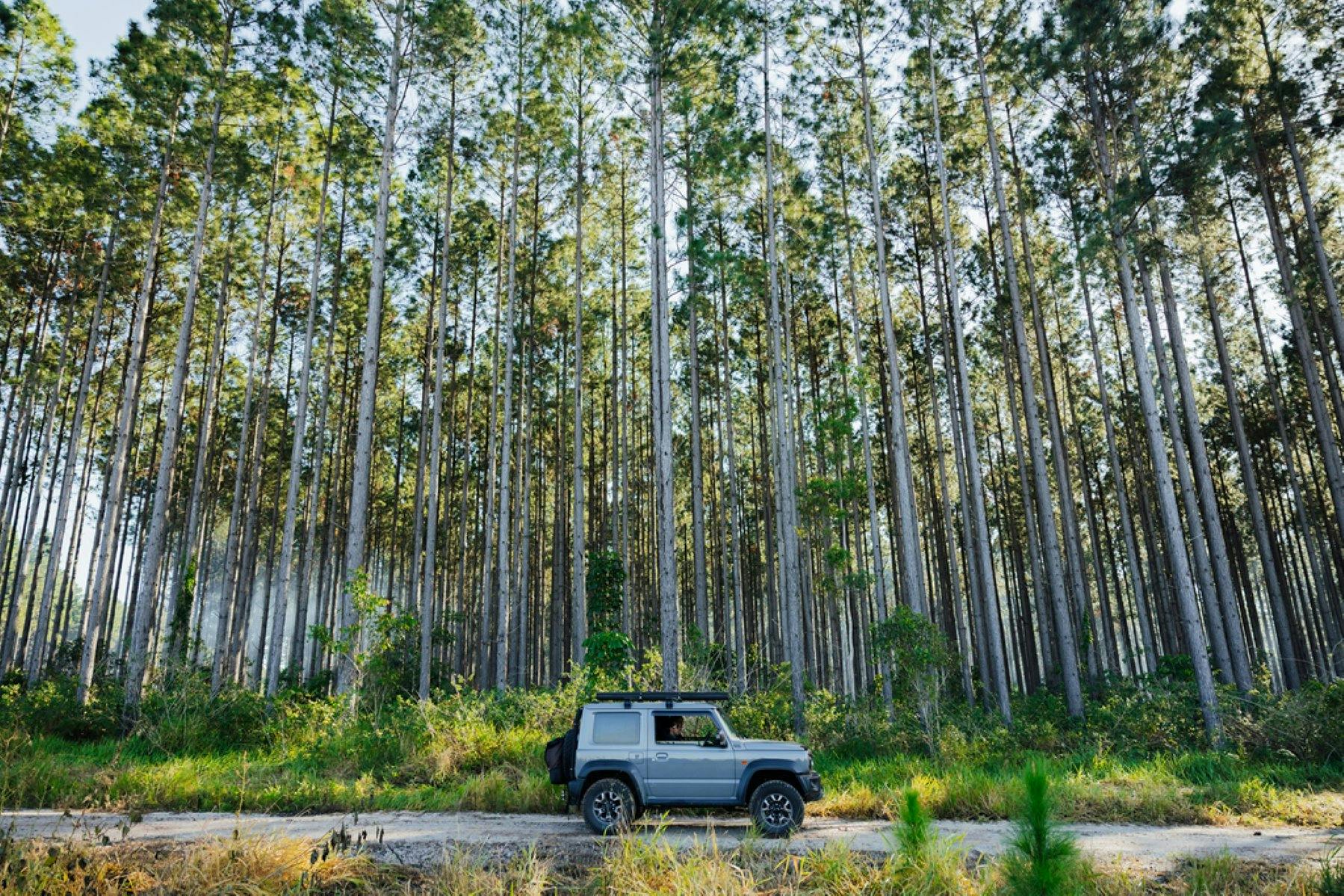Toolara State Forest