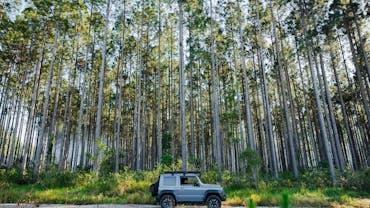 Car driving through Toolara State Forest
