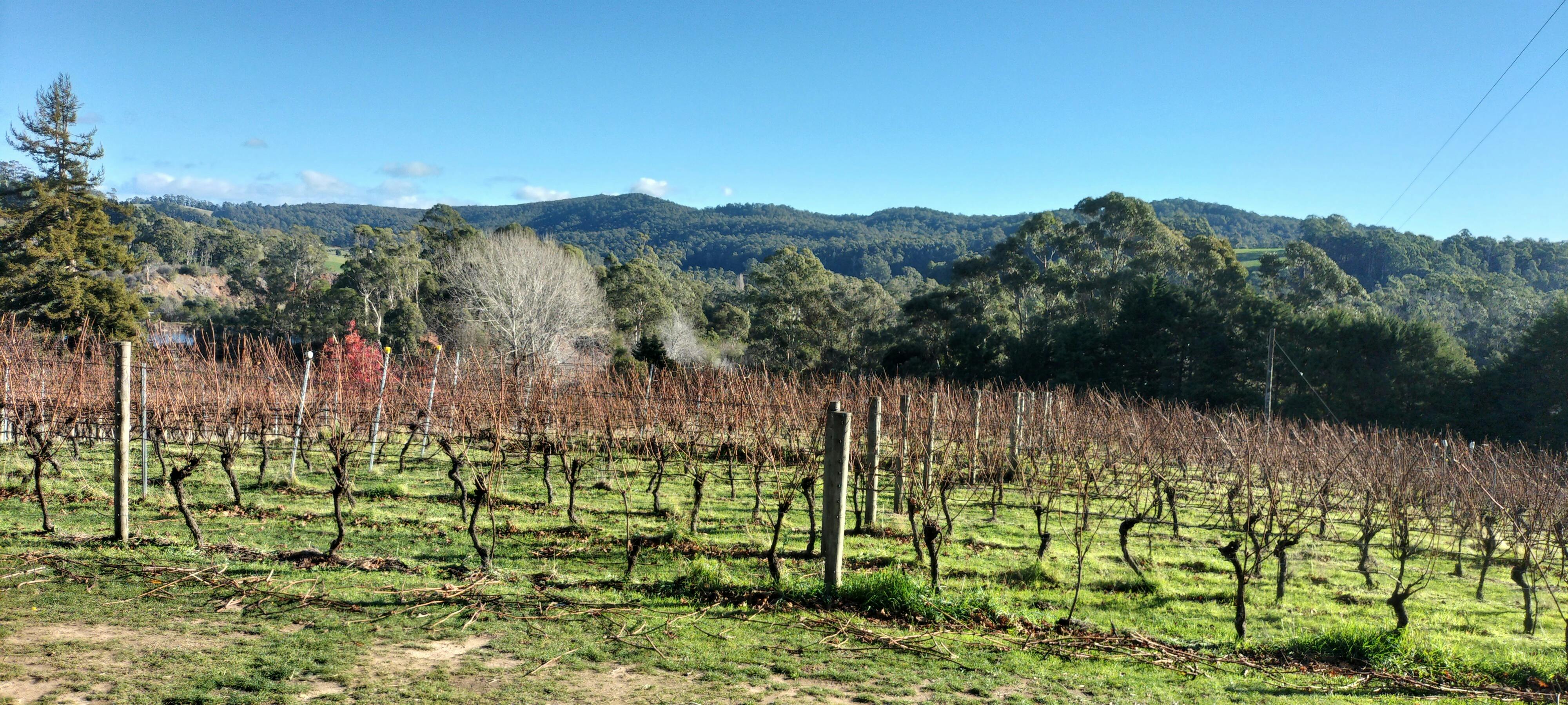 Vineyard