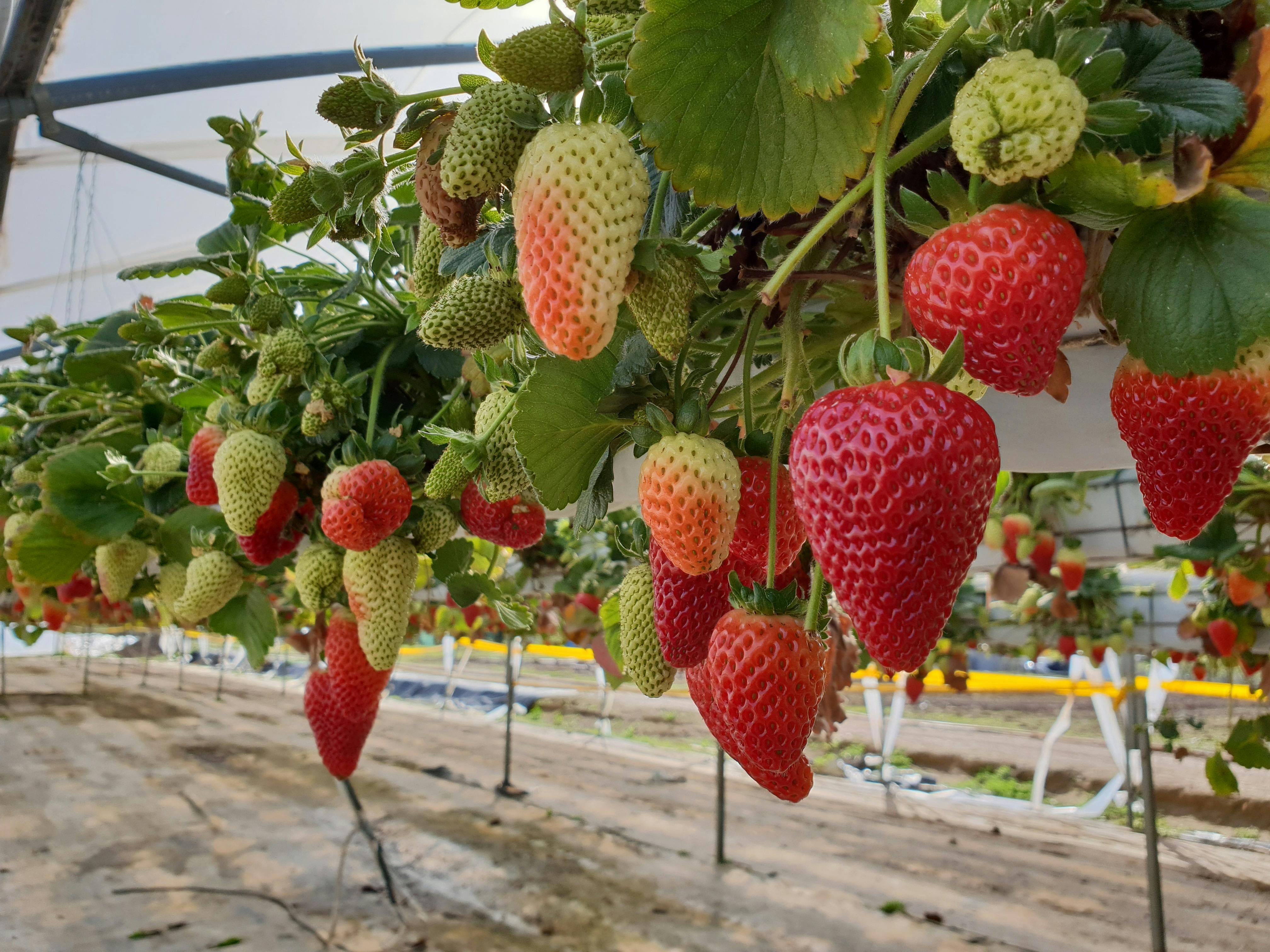 Berrylicious Strawberries Sydney, Australia Official Travel
