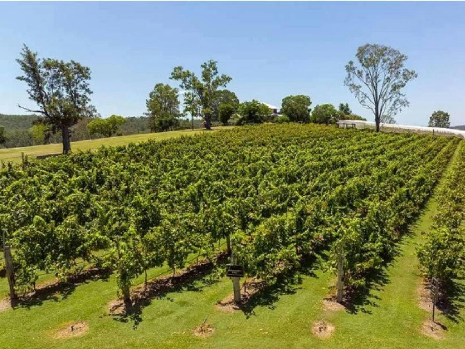 Mountain Wine Tours - One Hump Wine Tour - Discover the hidden gems