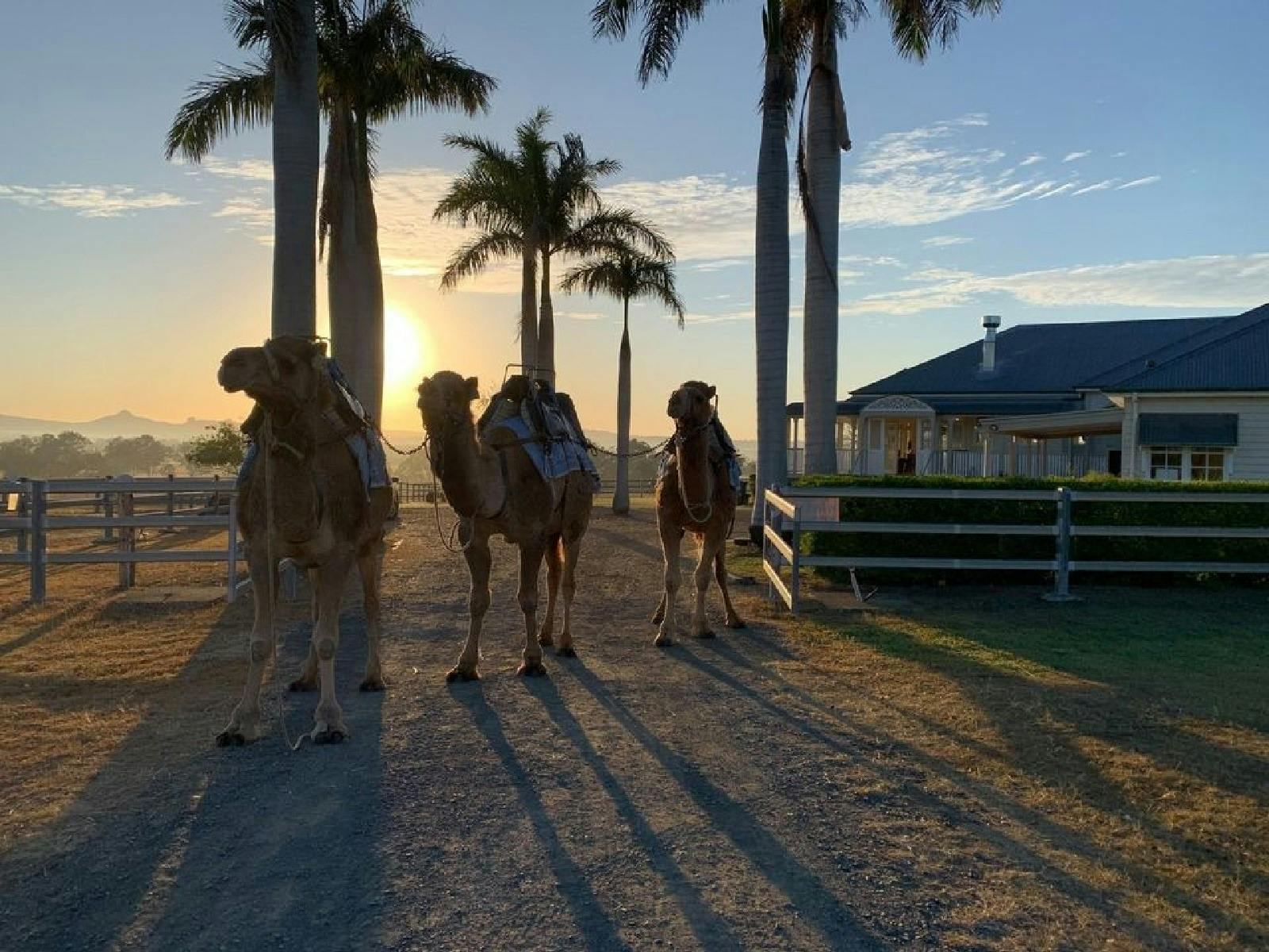 Sunrise Camel Ride