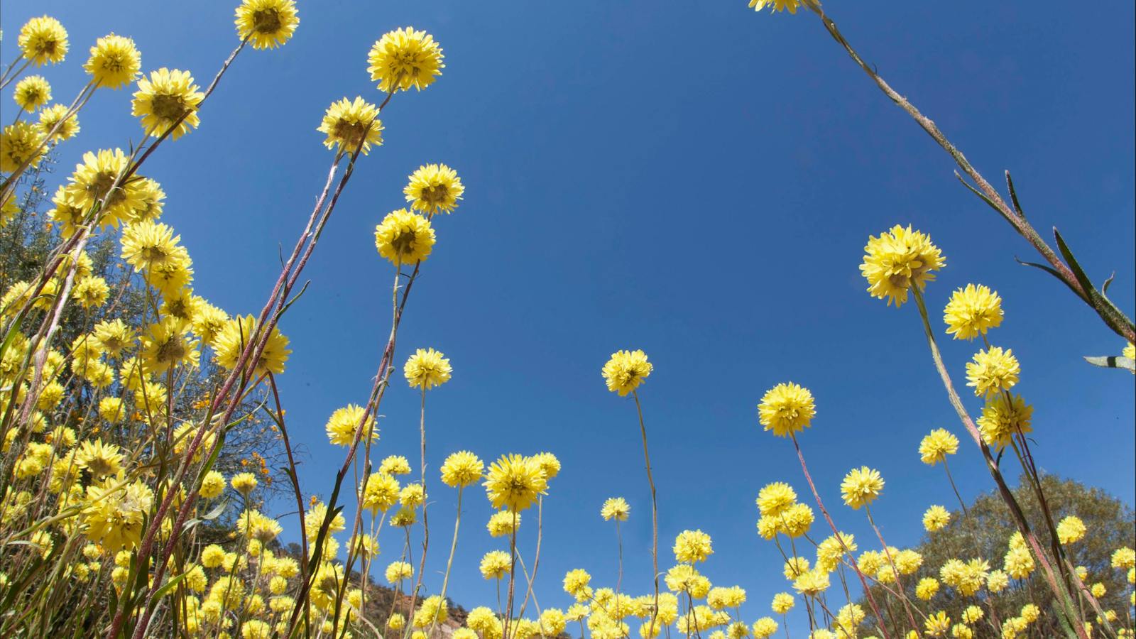 Everlastings, Golden Outback