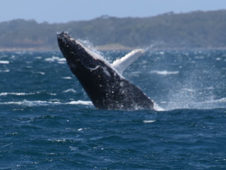 Humpback Whale