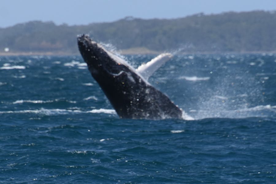 Humpback Whale