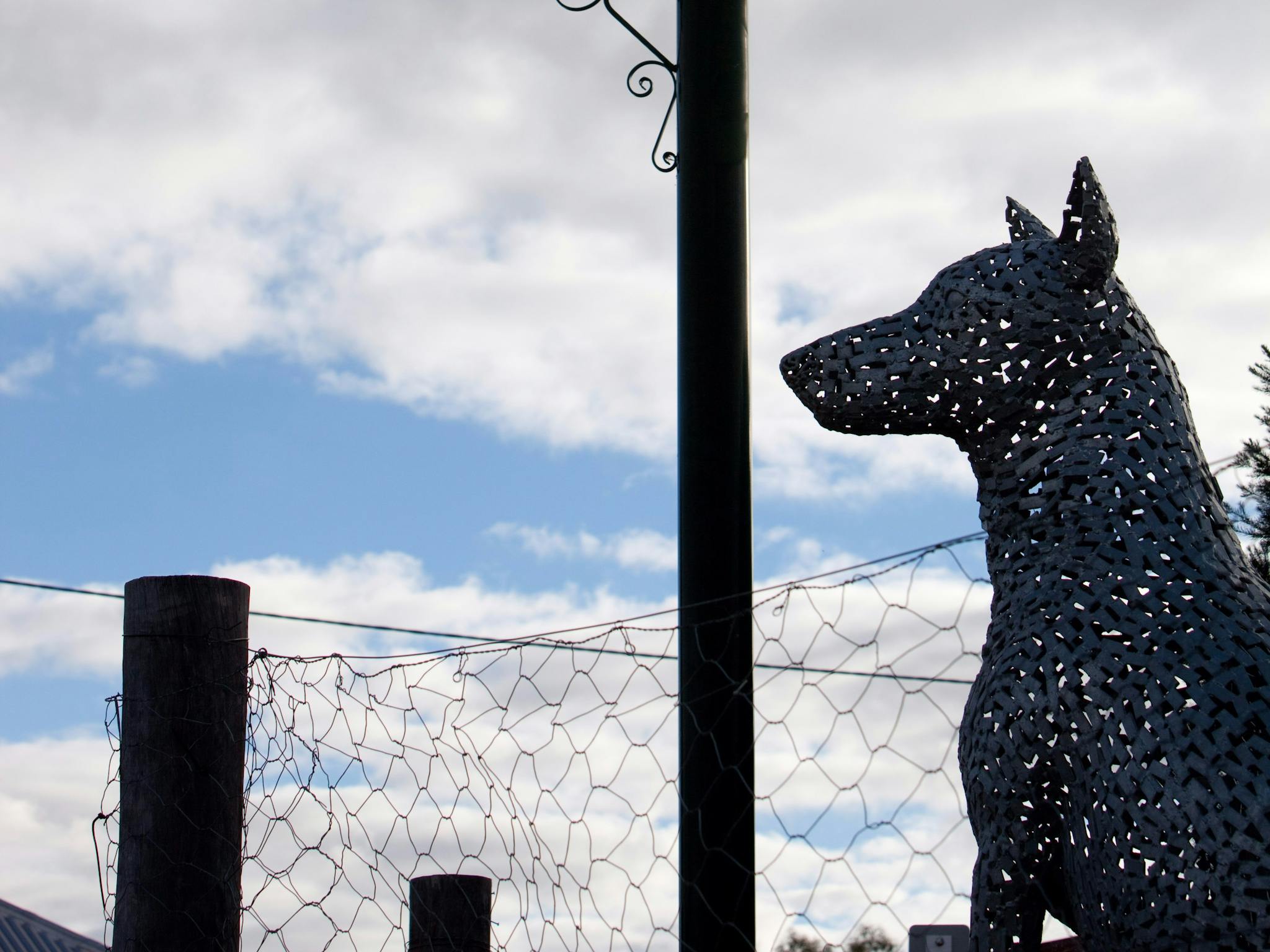 Dingo statue, Jandowae Dingo statue, Jandowae