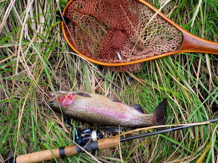 Guyra Trout with rod and net