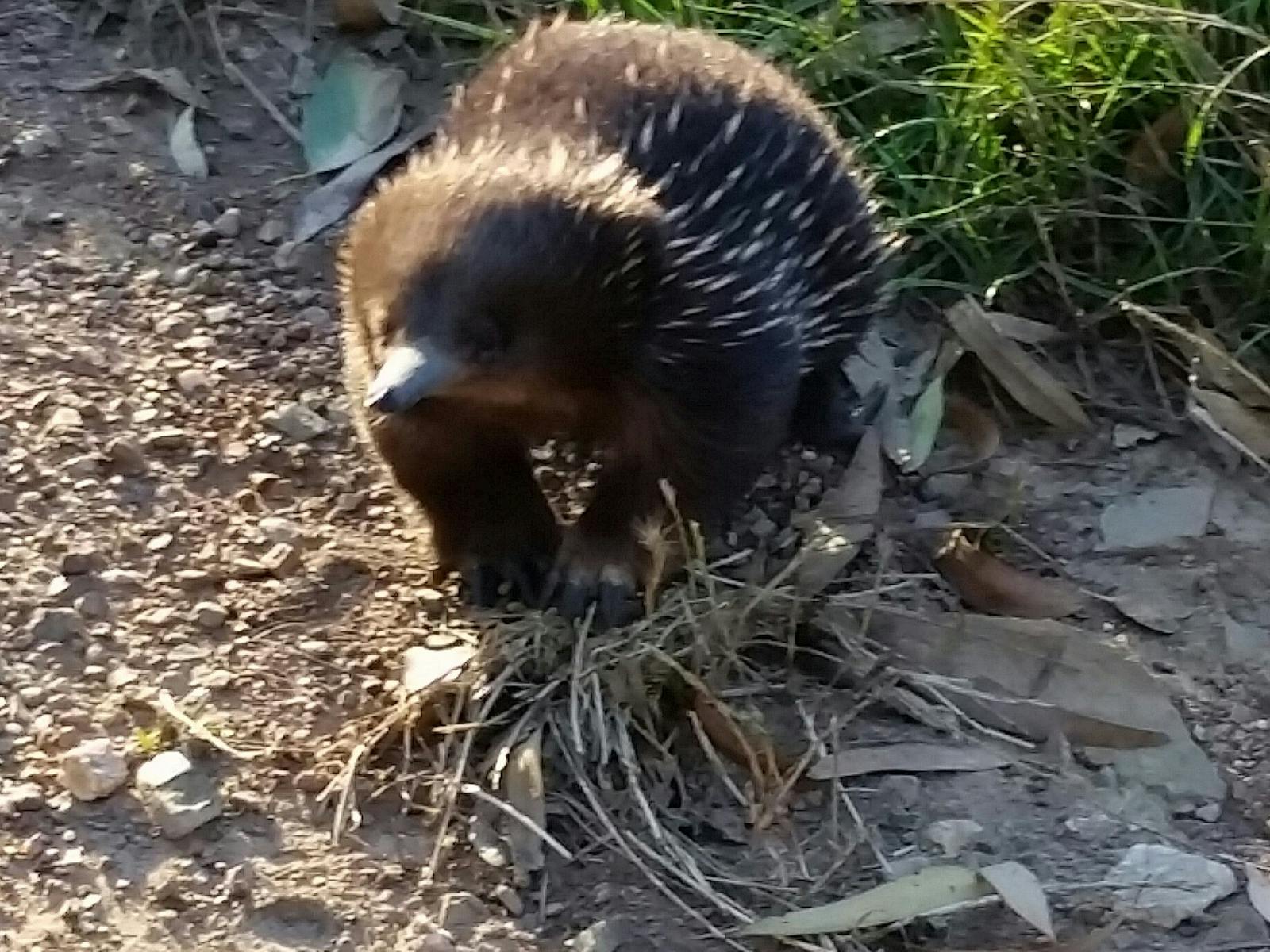 An echidna catching the sunlight in its quills