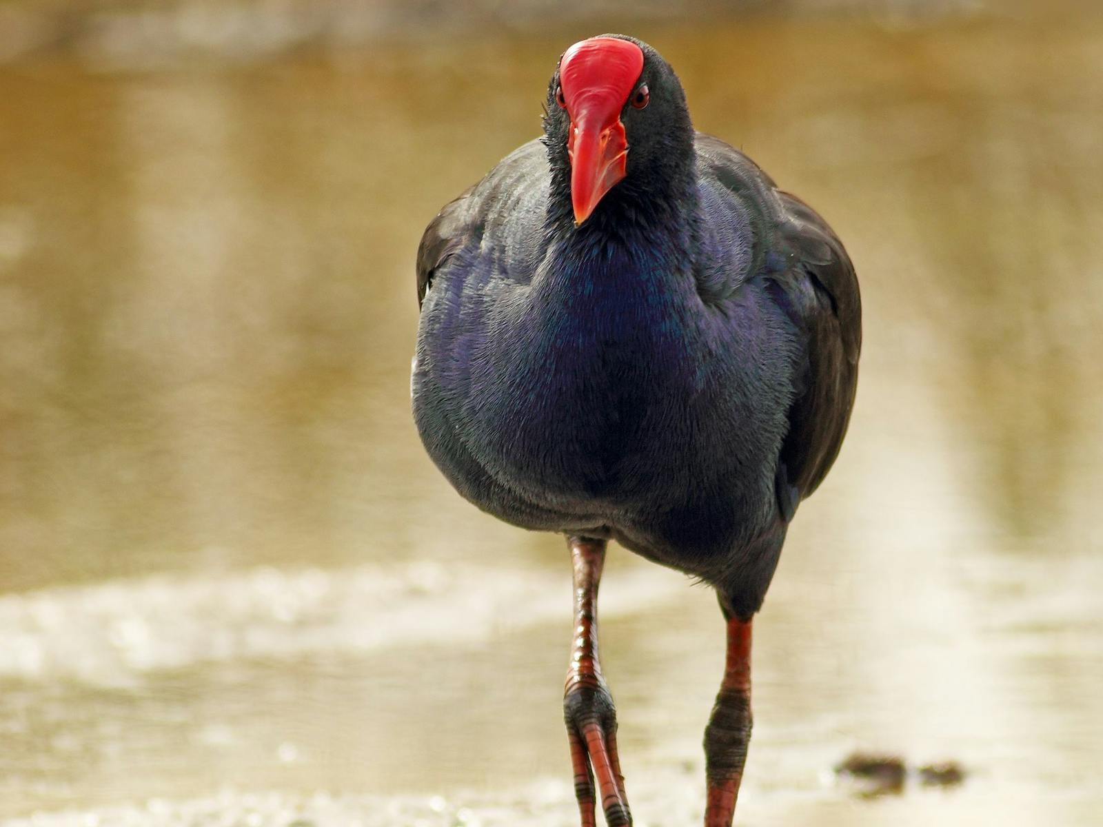 Adelaide International Bird Sanctuary