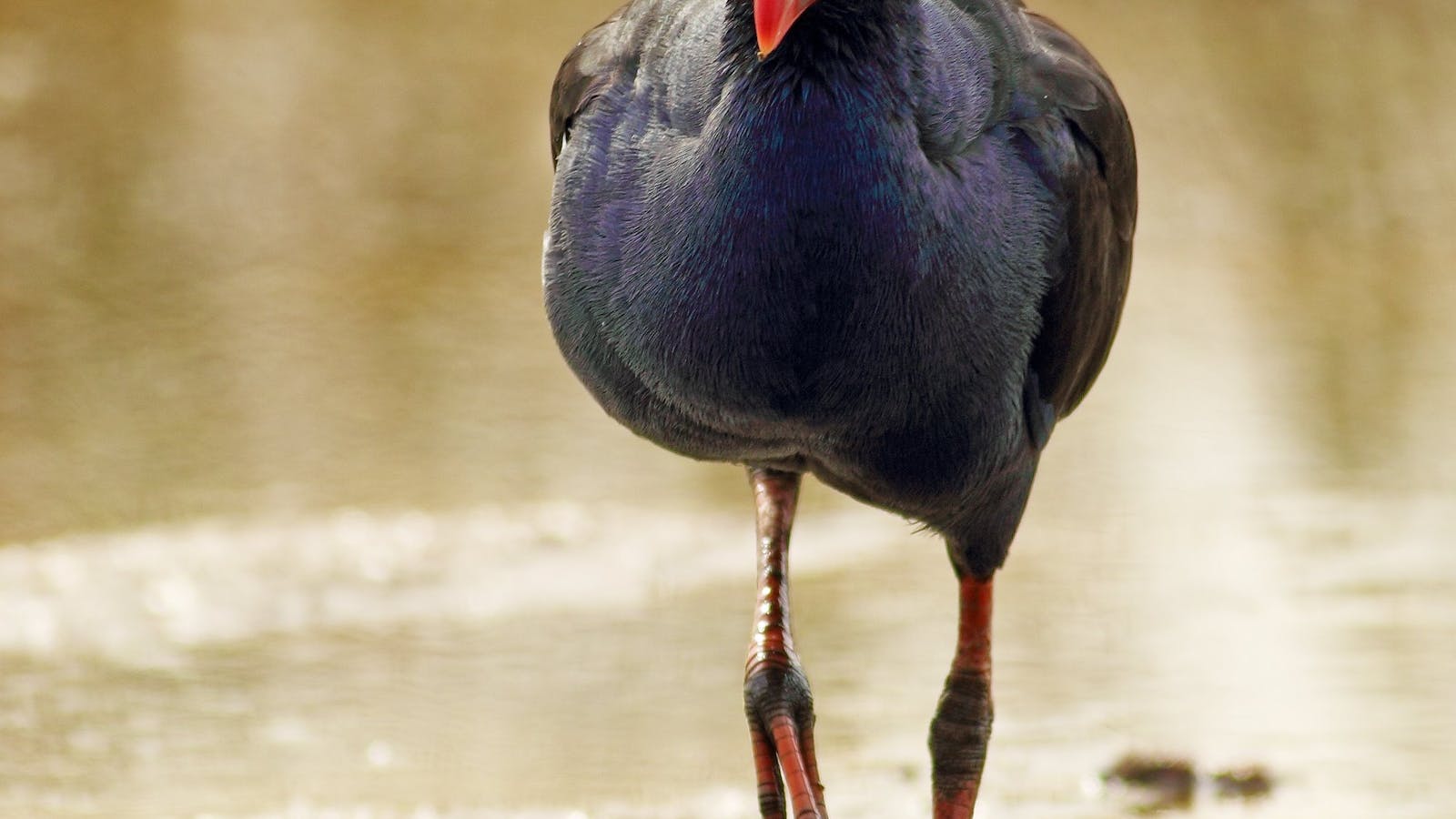 Adelaide International Bird Sanctuary National Park - Winaityinaityi Pangkara
