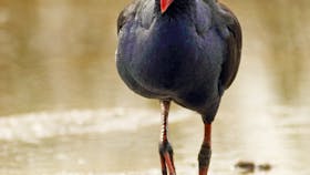 Adelaide International Bird Sanctuary National Park - Winaityinaityi Pangkara