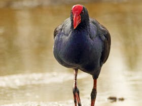 Adelaide International Bird Sanctuary