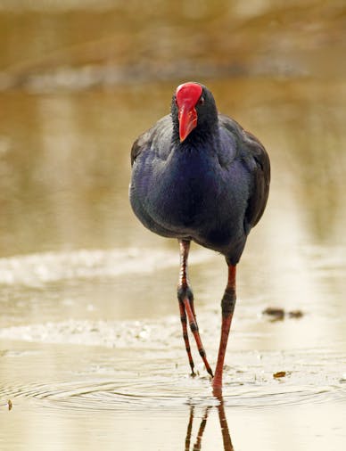 Adelaide International Bird Sanctuary National Park Winaityinaityi Pangkara