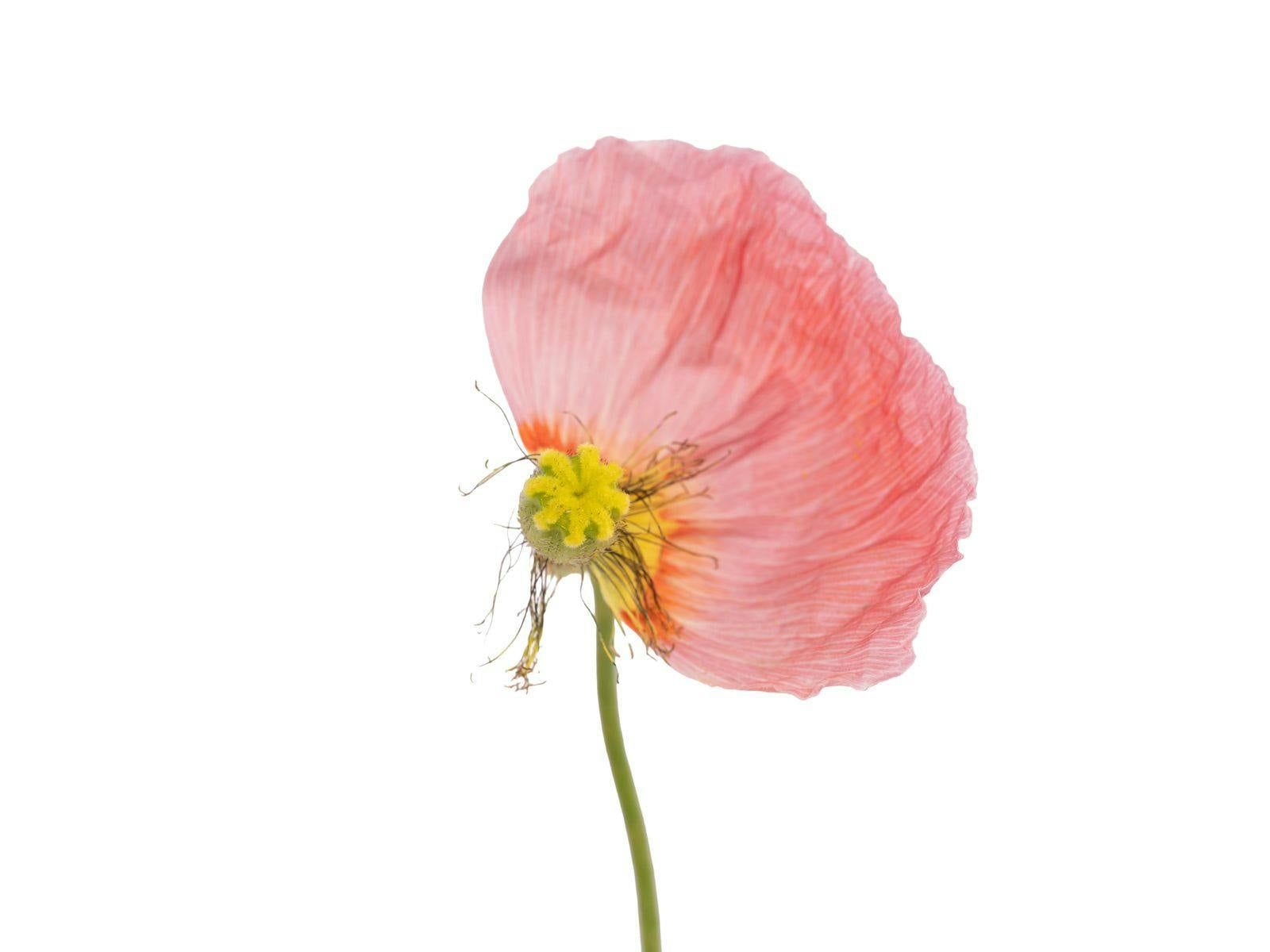 Poppy flower on white background