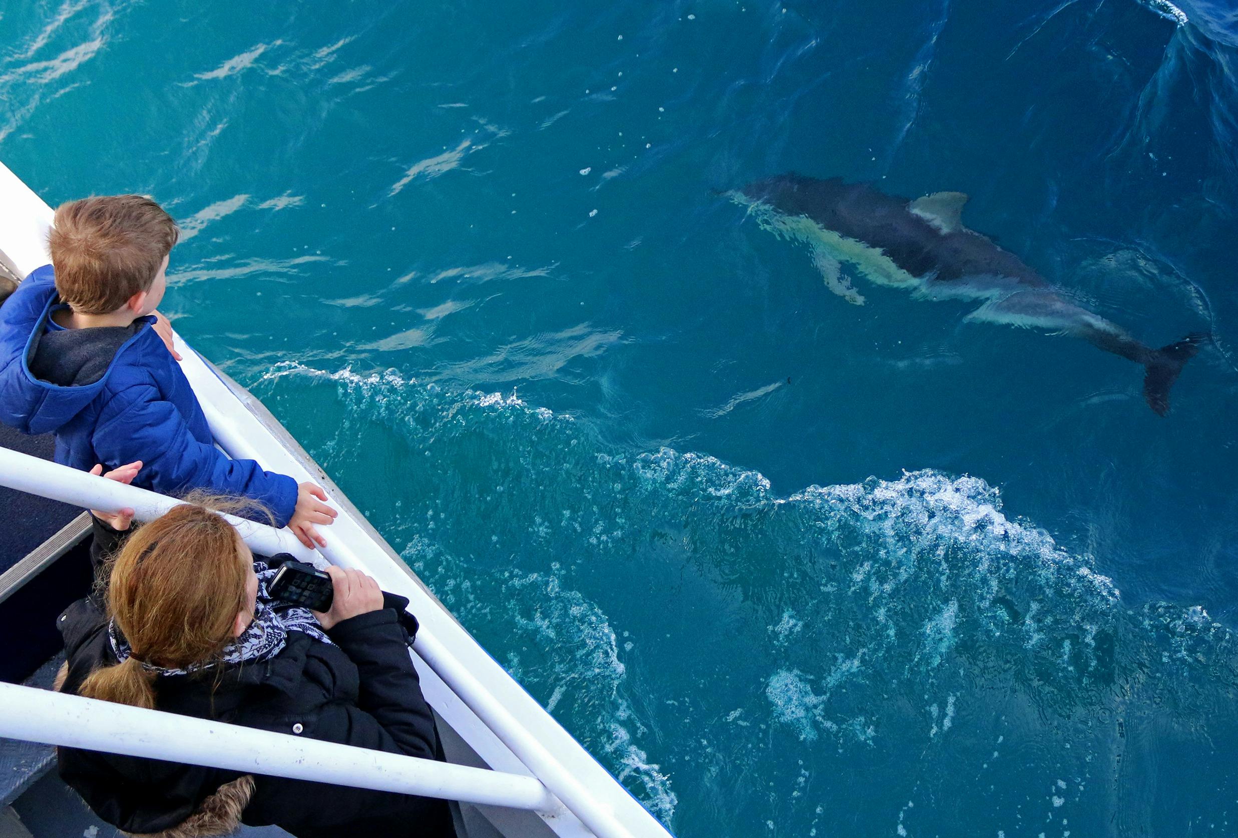 Dolphin Viewing