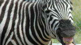 Darling Downs Zoo