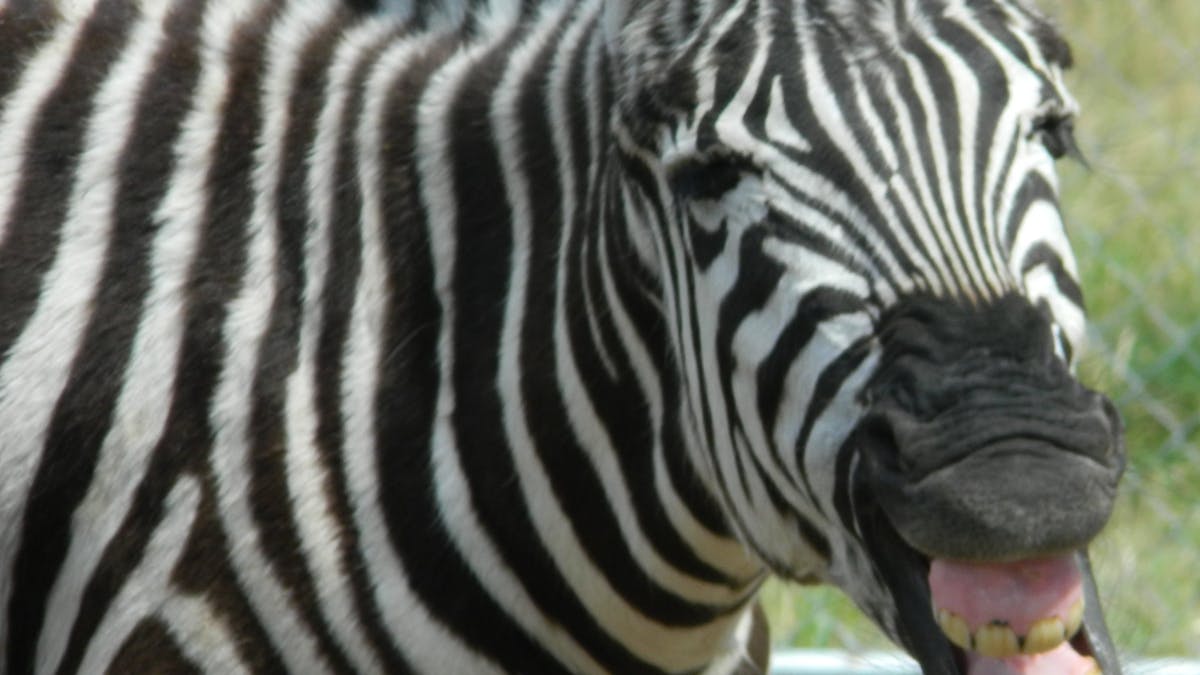 Zebra