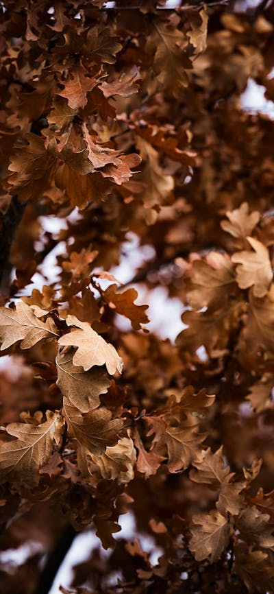 Autumn Leaves