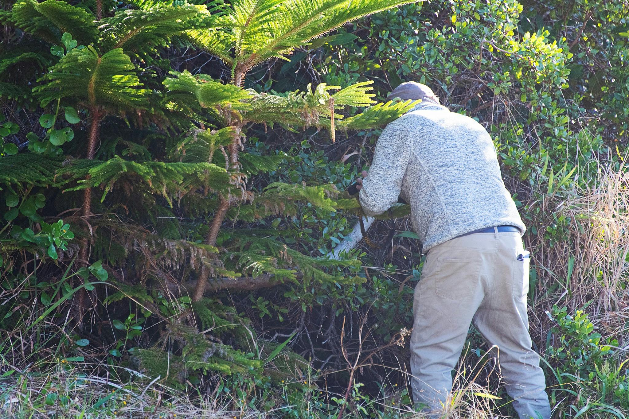 A man standing near coastal trees taking a photo